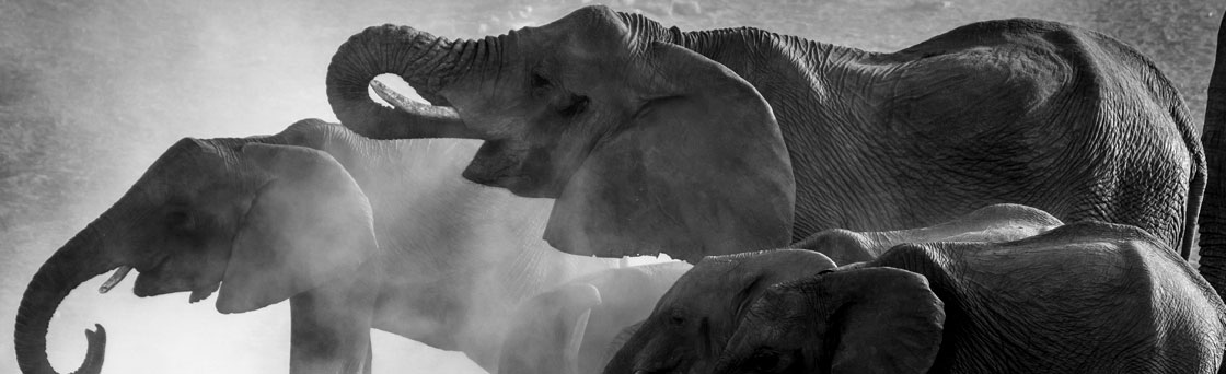LEAD AN ELEPHANT TO WATER